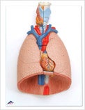 Model of a Lung
