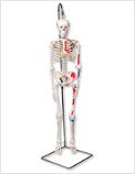 Mini Skeleton